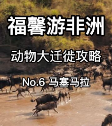 肯尼亚山国家公园游记图文-野生动物大迁徙攻略之百万角马横渡马拉河