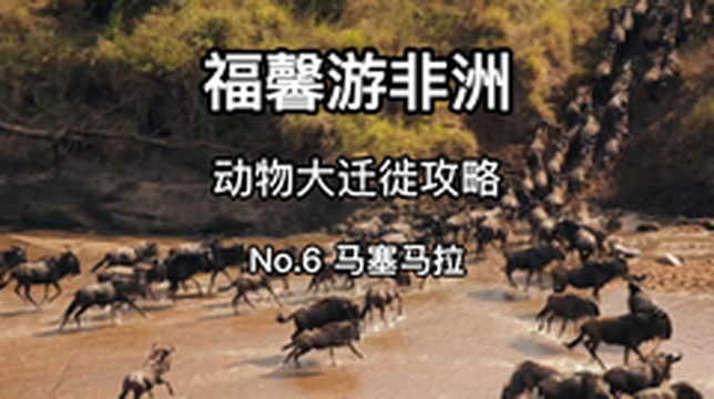 肯尼亚山国家公园游记图片] 野生动物大迁徙攻略之百万角马横渡马拉河