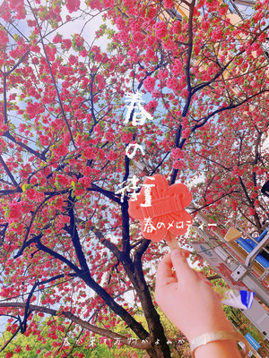 赴一场春天的花事,昆明赏花好去处