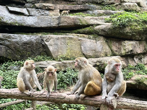 四面山度假区游记图文-重庆四面山民宿仙丹夫妇客栈垂钓观景烤全羊的山居慢生活-民宿汇