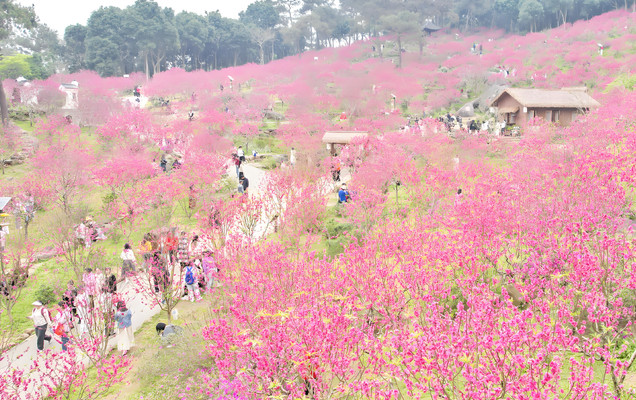 北京赏花时间表