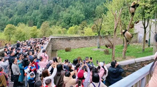 赏花、踏青...不负春日好时光，汶川清明小长假圆满收官~