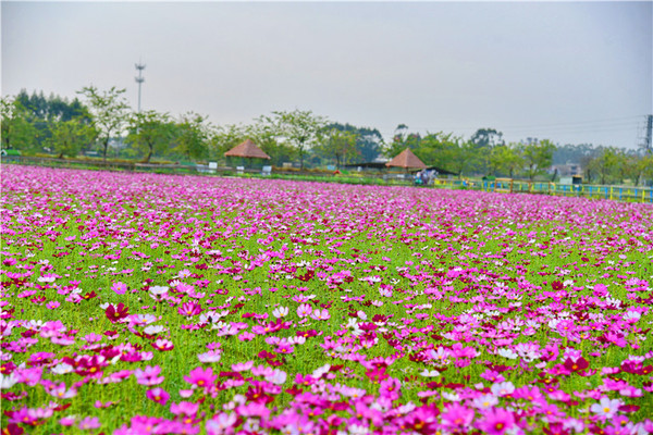 广州增城幸福田园犇牛牧场格桑花海盛放,诗意春风,游遍芳丛