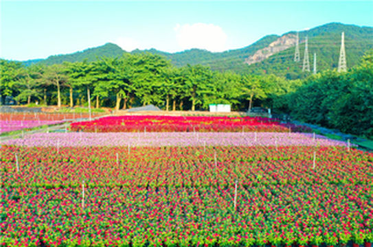 国庆假期,佛山三水南山最热门,因为有一对网红姊妹景区