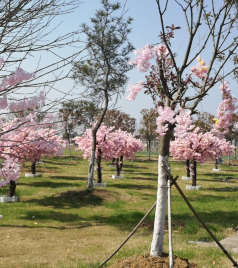 合肥植物园/三国遗址公园/科学岛游记图文-暑假合肥周边游，探索半岛花溪的自然魅力