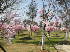 合肥植物园/三国遗址公园/科学岛游记图片] 暑假合肥周边游，探索半岛花溪的自然魅力