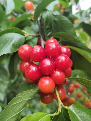 浙江诸暨:樱桃熟了!采摘时间:4月20日-5月5日