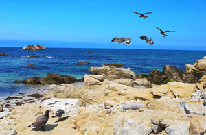 美国西海岸游记图文-美国西海岸17哩湾黄金海岸线、大提顿国家公园、环球影城、黄石公园