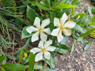 山栀子,凝香于心的白色精灵