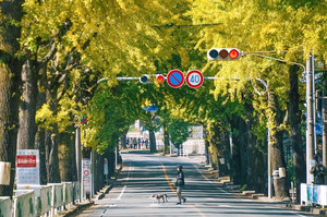 关西地区游记图文-奈良唐风遗韵+京都茶韵飘香，关西小众宝藏线路旅游攻略