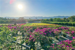 佛山三水南山镇藏着一处花园秘境，春花烂漫，春节赏花春意浓