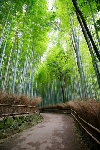 京都岚山竹林小径：实景导航找拍摄点，拍出清幽意境​