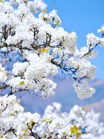 新都桥游记图片] 3至4月去川西金川赏万亩梨花 5至6月去川西甲根坝看俄色花