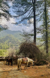 不丹游记图文-不丹：喜马拉雅的胎记。