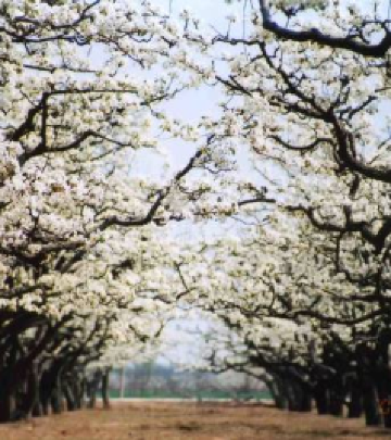 泊头游记图文-又临梨花飘雪时