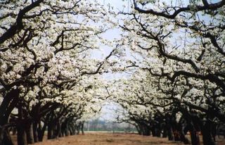 又临梨花飘雪时