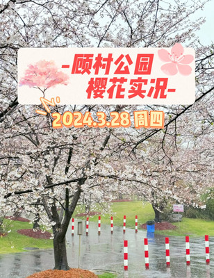3/28🌧️|🌸2024顾村公园樱花实况