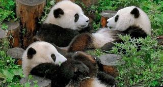 🐼在卧龙中华大熊猫苑，掉进熊猫的可爱漩涡里