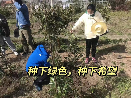 绿意盎然,龙之梦太湖的云梦谷植树团建