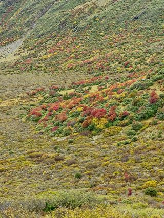 红原周边有没有免费的景点值得打卡