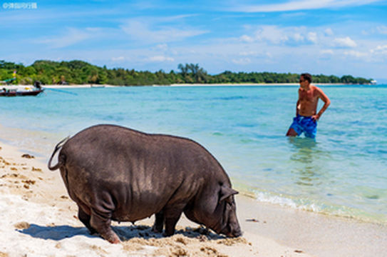 泰国苏梅岛跳岛游,来到满是野猪的岛屿,广东游客瞬间不淡定了!