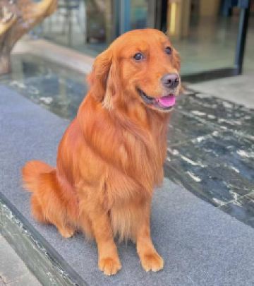 成都火车东站/塔子山公园游记图文-带毛孩住进公园旁的家！超大空间+金毛管家LUMA，解锁城市度假新姿势！