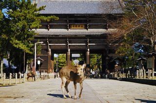 【奈良】有生之年系列，终于可以住在奈良公园里啦！