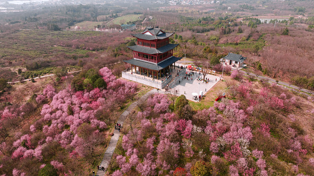 春游踏青,我在南京走花路!