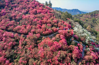 武汉的浪漫不止樱花，杜鹃花海同样惊艳