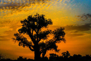 秋天，到塔里木看金色胡杨