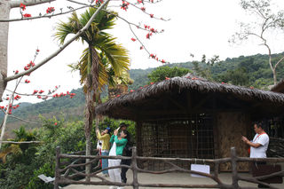 二月，来黎家打卡木棉花开的声音