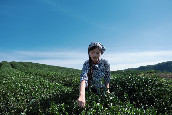 泰顺茶叶天花板,北纬27°得天独厚三杯香,这四大产地各有特色
