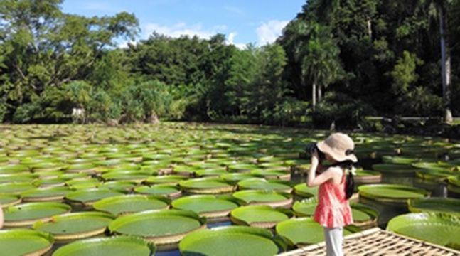 西双版纳的夏天