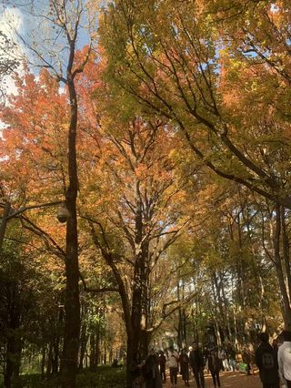 昆明植物园秋日漫步攻略 | 丽瑞德酒店超值入住体验