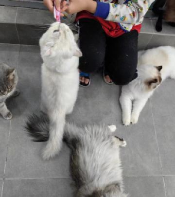 长白山南坡景区游记图文-湘西出发带娃去哈尔滨、长白山、延吉、长春、向海过20度的夏天