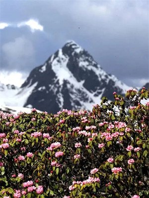 美美美!黑水的高山杜鹃花开成海,赏花正当时!