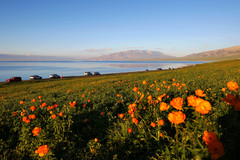 乌鲁木齐游记图片] 在最美的季节，自驾环游新疆最美的景色