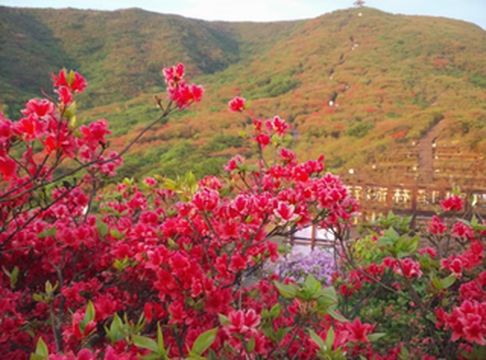 去山谷间度假！浏阳大围山杜鹃花海美哭我！