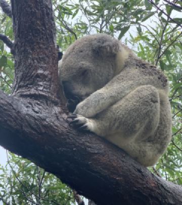 汤斯维尔游记图文-24年春节澳洲昆士兰游