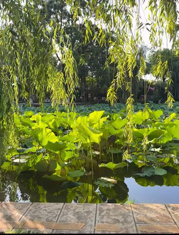 来到昆明这座春城,翠湖周边绝对是city walk的首选