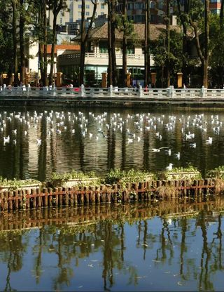 推开窗就是红嘴鸥！昆明翠湖丽瑞德酒店也太会了吧！✨