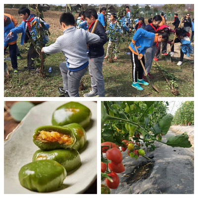 植树+青团+摘番茄，上海小学生春游这样玩！