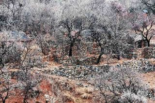 周末散步踏青挖野菜，来松月湖寻找春天的味道！