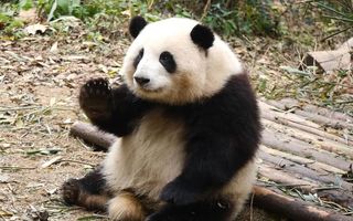 2023成都旅游五一全攻略!人均800+玩到爽