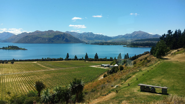 站在酒庄的最高处可以看到瓦纳卡湖(lake wanaka),天蓝蓝水蓝蓝白云
