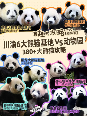 川渝熊猫大PK,哪个基地动物园值得去!