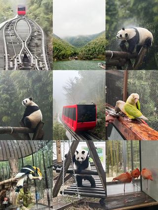 🐼过年看熊猫🐼—溧阳VS安吉🐼