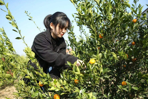 🍂金秋团建新玩法！长兴岛桔园采摘+环岛骑行🚴‍♀