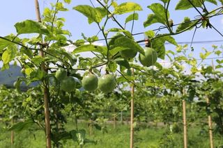 乡游黔中 荔波县 板麦村丨采撷山野清甜，醉卧瑶乡星河