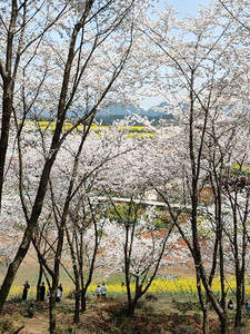 万峰林景区游记图文-烟花三月上贵州